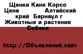 Щенки Кане Корсо › Цена ­ 15 000 - Алтайский край, Барнаул г. Животные и растения » Собаки   